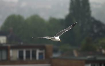 Cover image of Autonomous flight inspired by nature